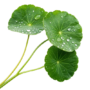 vegeables_category_leaf_vegetable